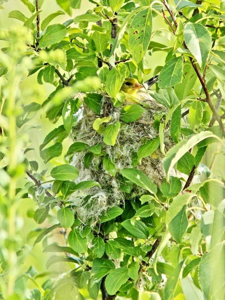 American Goldfinch on nest 20130812 by Kenneth Cole Schneider is licensed under CC BY-NC-ND 2.0